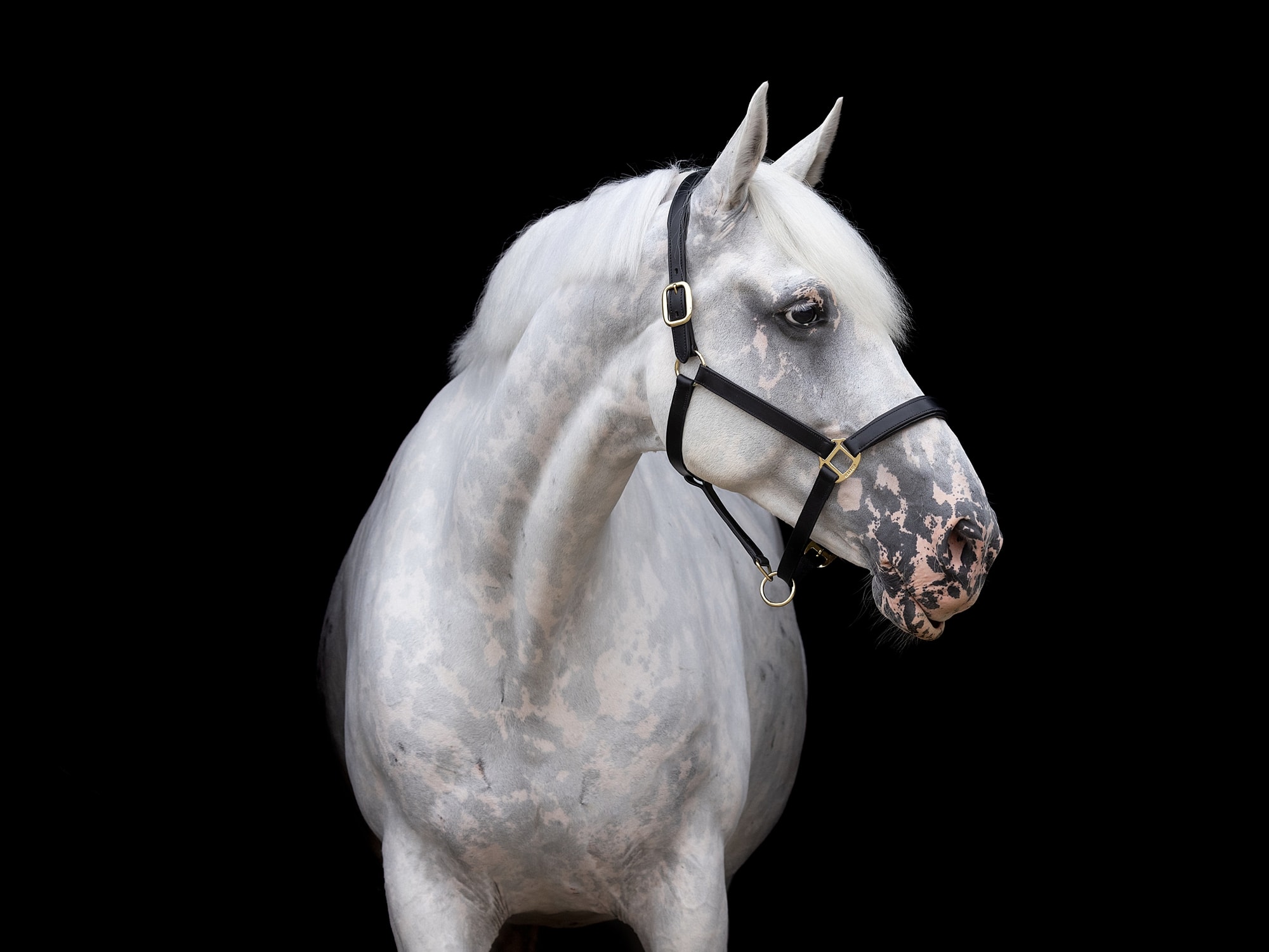 Grey Horse against a Black Background from Horse Photo shoot in Suffolk