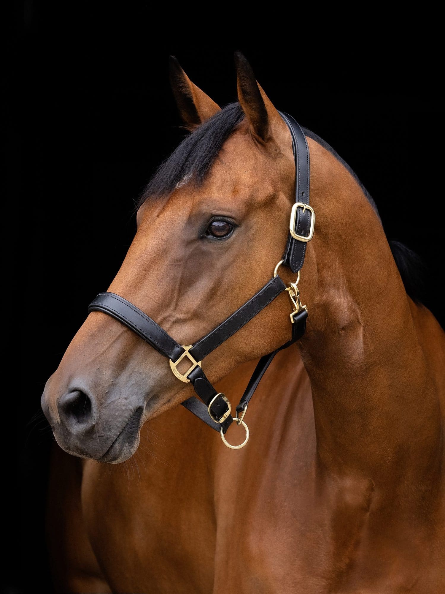 Bay Horse with leather head collar on a black background