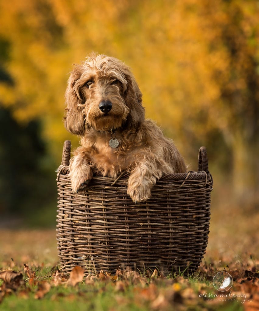Dachshund sitting in a basket for a Pet Photoshoot in an Autumnal setting on Suffolk Farm