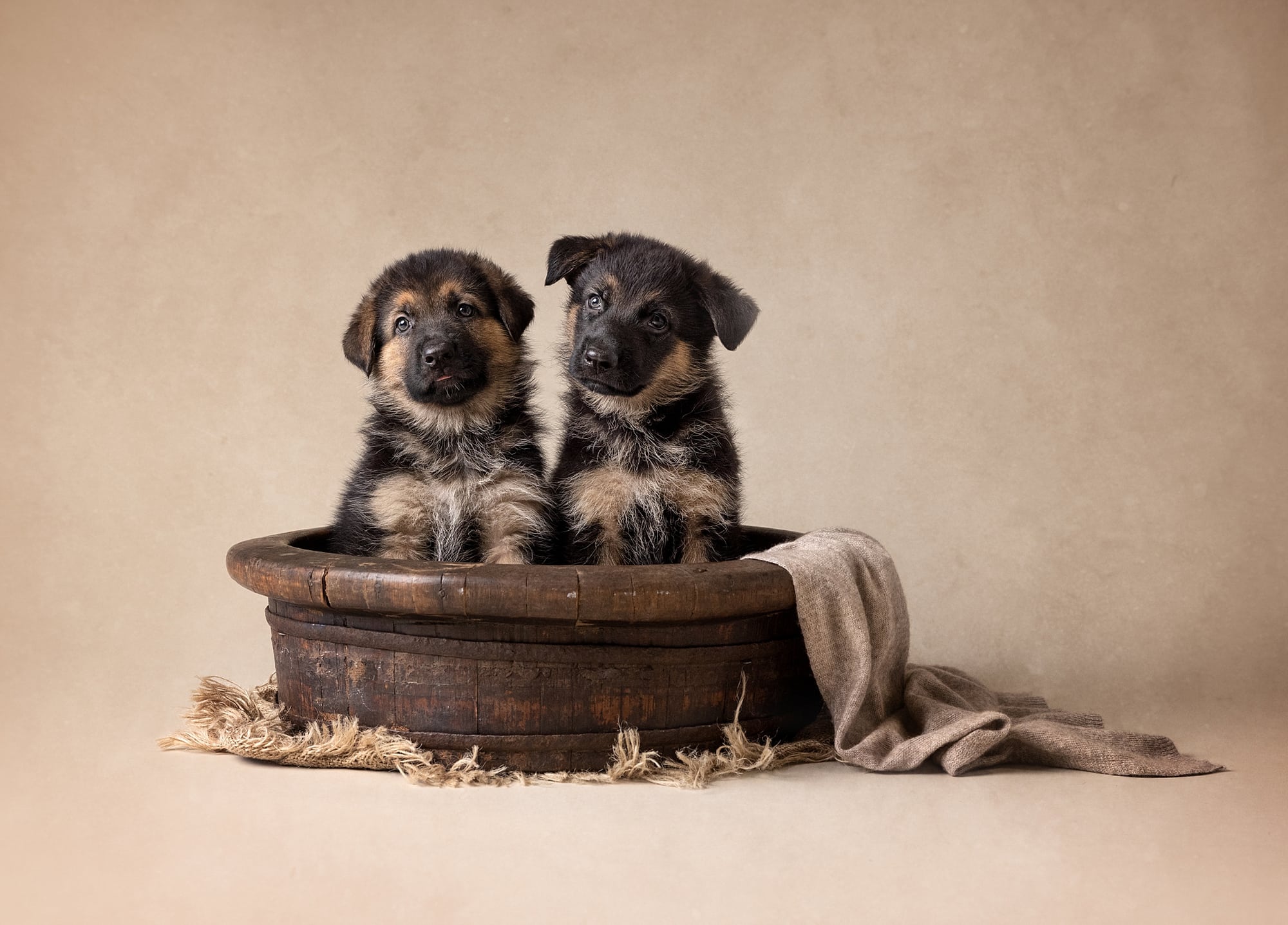 Two German Shepherd puppies in a wooden bowl during a Dog Portrait Photoshoot in Suffolk