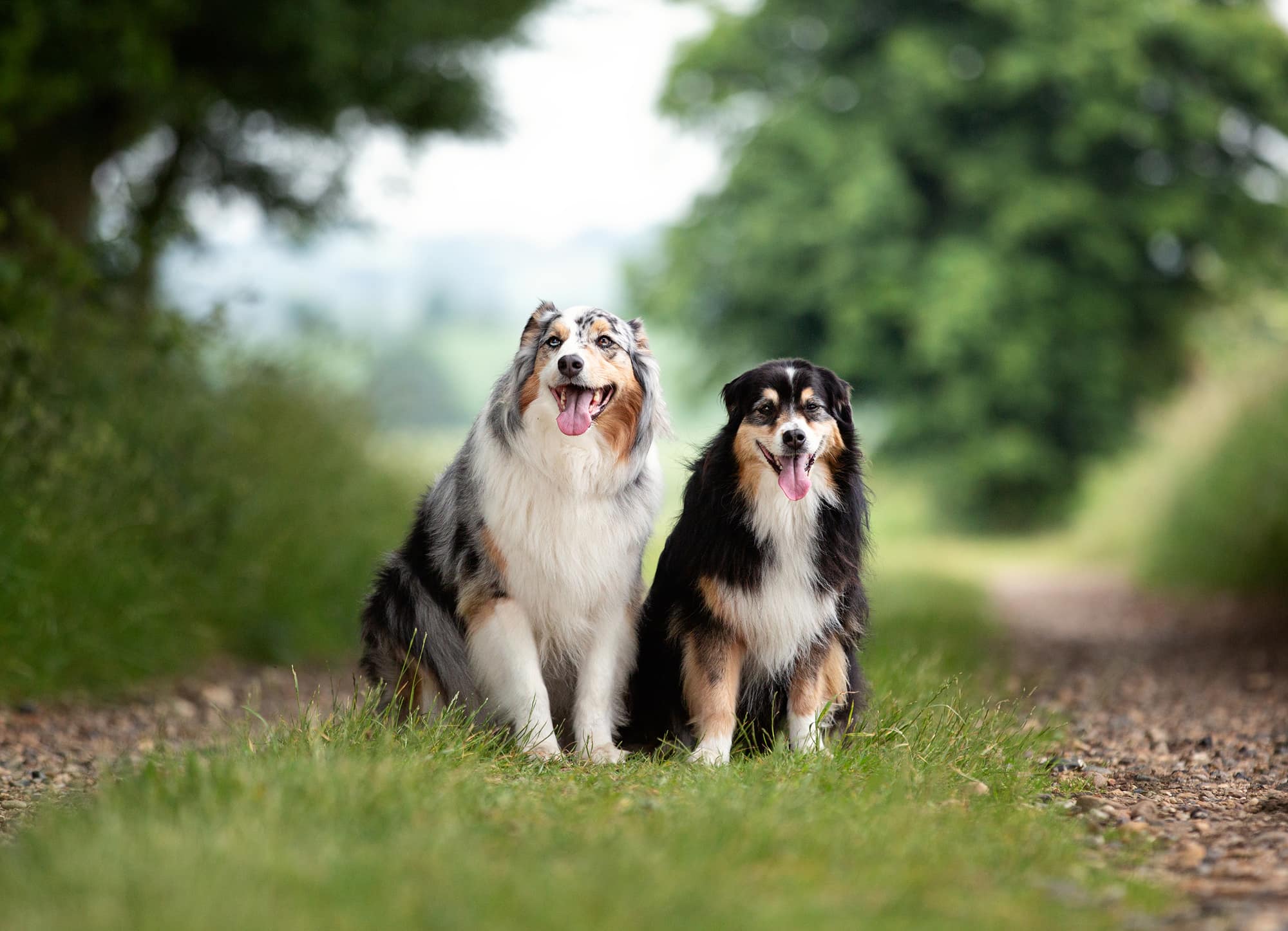 Two dogs posing during a Pet Portrait Photoshoot with Alison McKenny