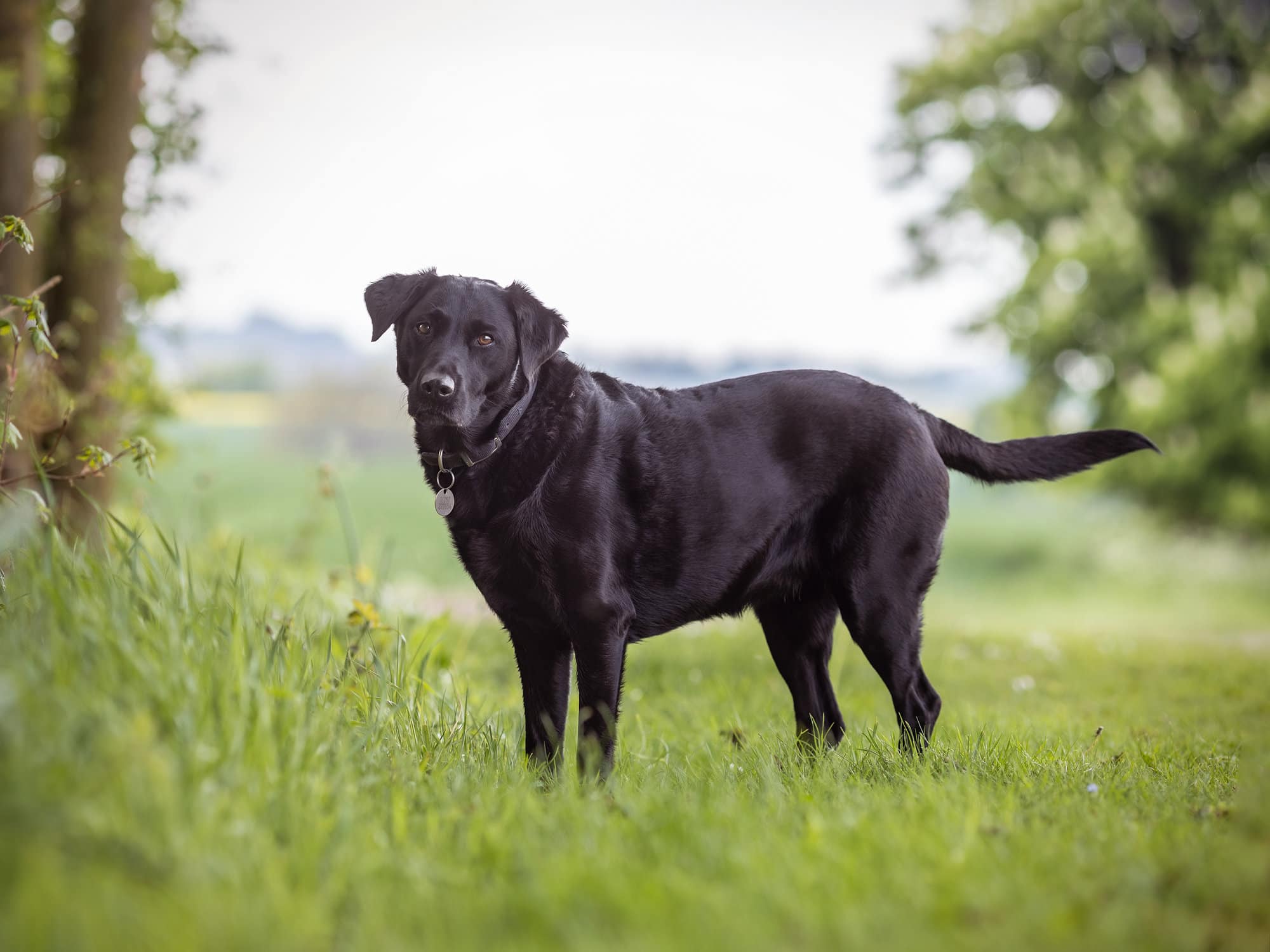 Black Labrador photographed in a field in suffolk