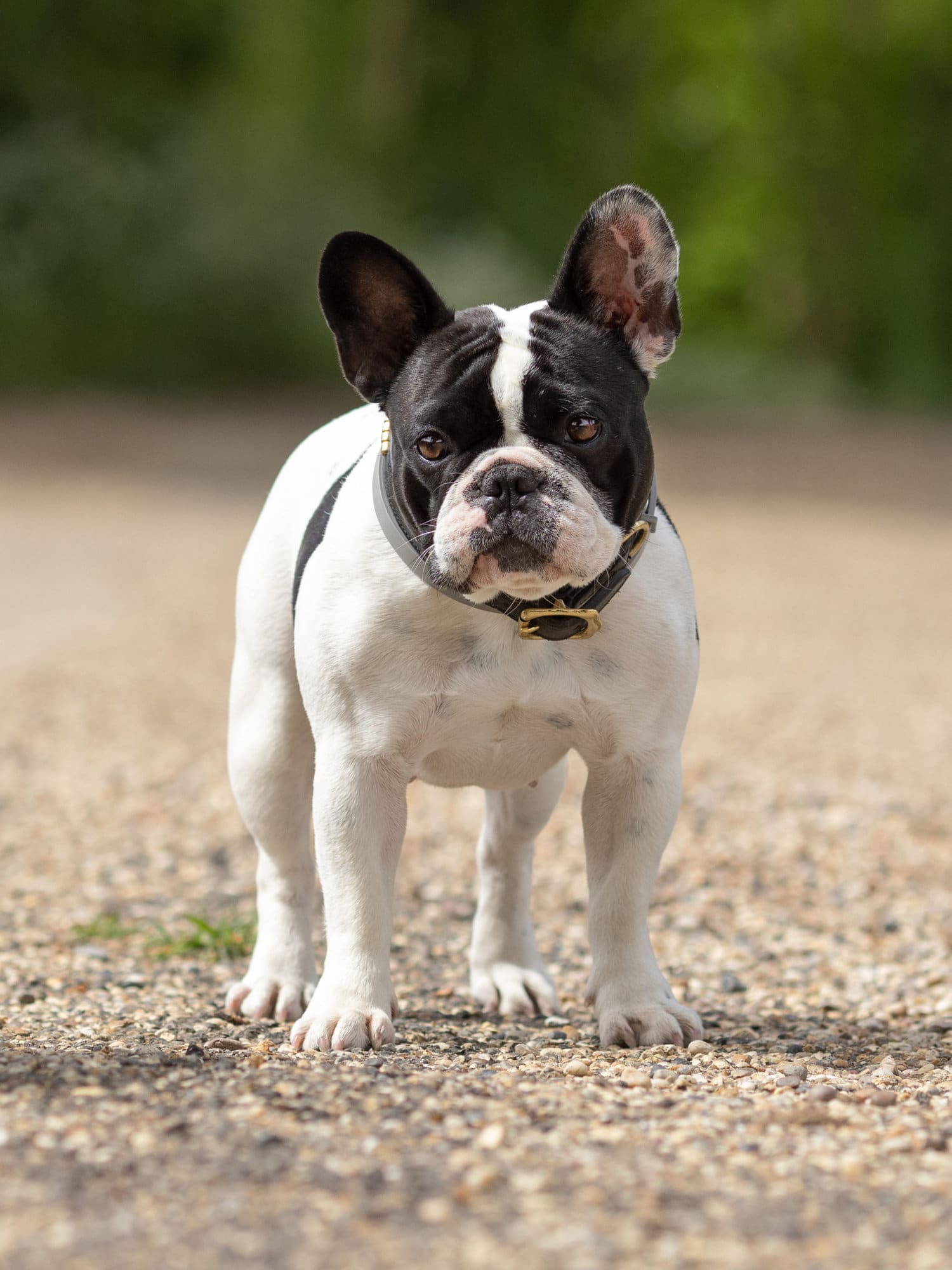 french bulldog during a dog photoshoot in Suffolk