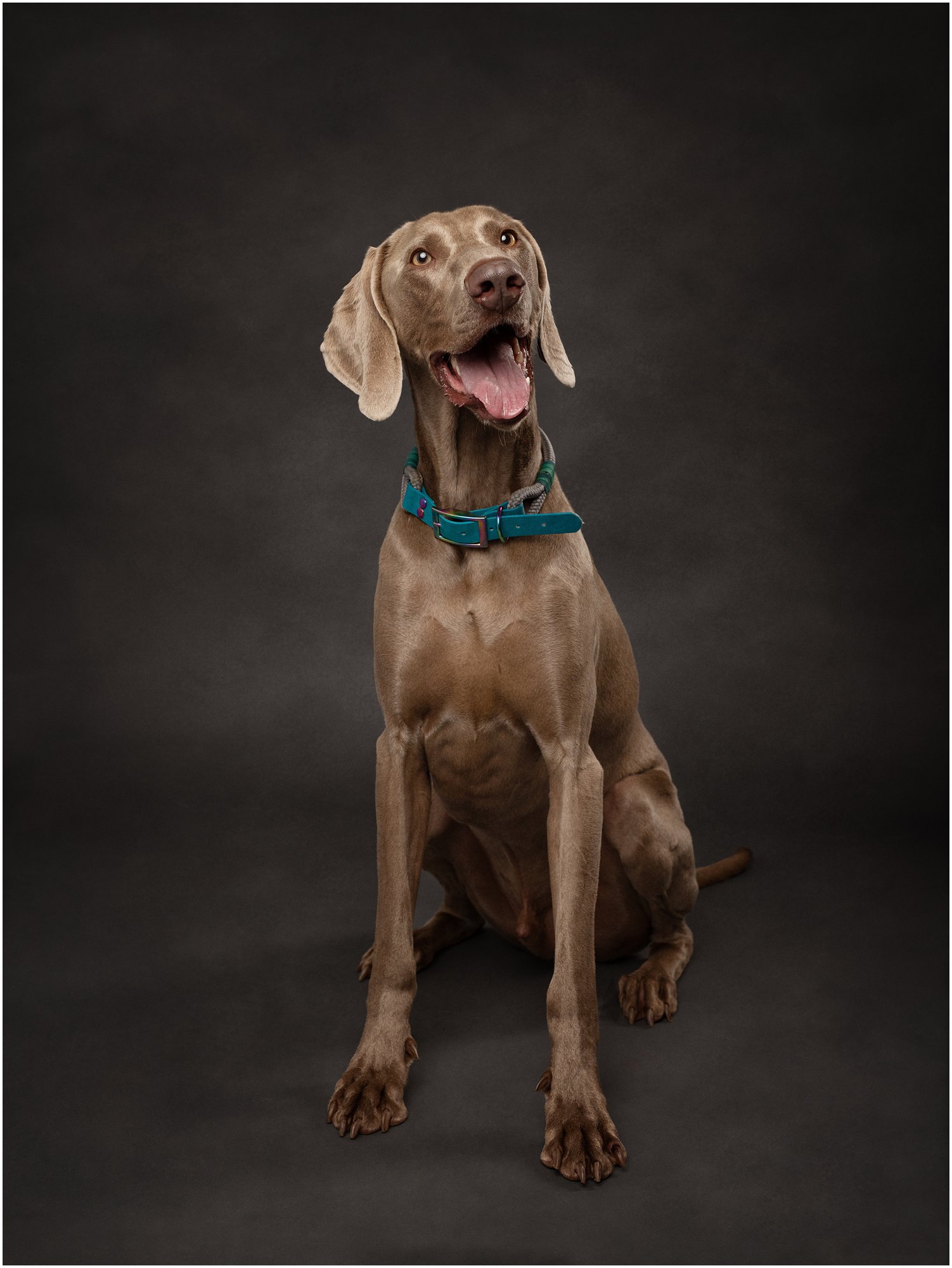 Weinmaraner dog poses on a dark grey background during Pet Portrait Photoshoot at Suffolk studio